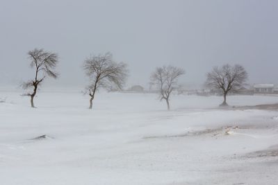 Bare trees on snow covered landscape