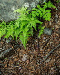 High angle view of fern in forest