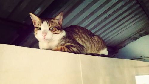 Portrait of cat