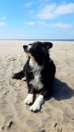 High angle view of dog on beach