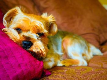 Portrait of dog resting