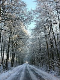 Road passing through trees