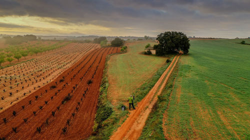 Scenic view of agricultural field against sky