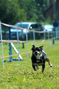 Dog on field