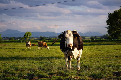 Horses in farm against sky