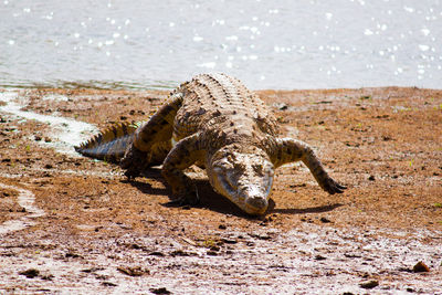 Crocodile on field at tsavo east national park