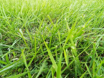 Close-up of grass