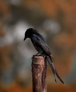 Close-up of bird perching on wooden post