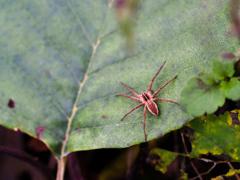 Close-up of spider on plant