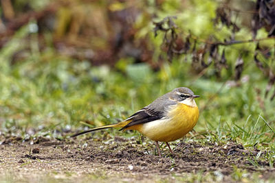 Close-up of bird perching on a field