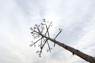 Low angle view of tree against sky