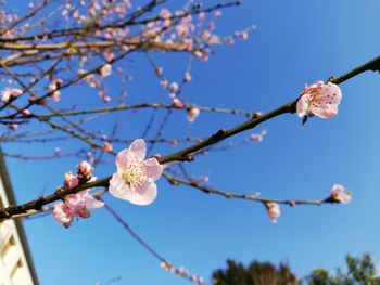 Low angle view of cherry blossoms in spring