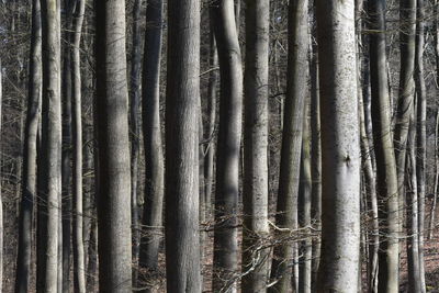 Full frame shot of wooden wall