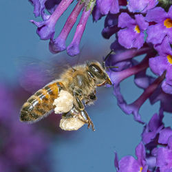 Close-up of bee pollinating on pink flower