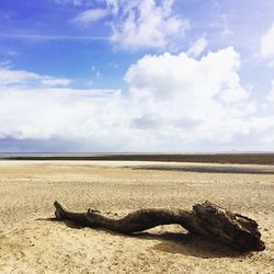 Driftwood on beach against sky