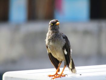 Close-up of bird perching on railing