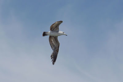 Low angle view of eagle flying in sky
