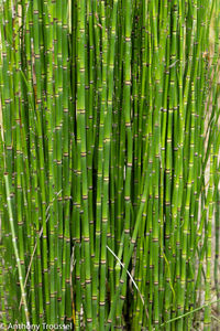 Full frame shot of bamboo on field