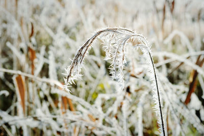 Close-up of wheat in field