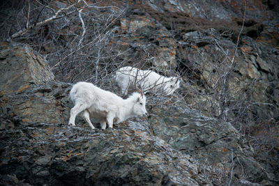 Sheep in a forest