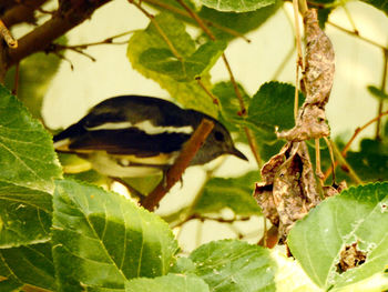Close-up of a bird on branch