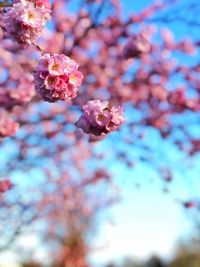 Low angle view of cherry blossoms on tree