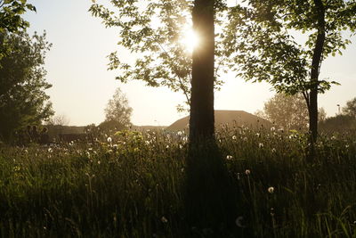 Trees growing on field against sky