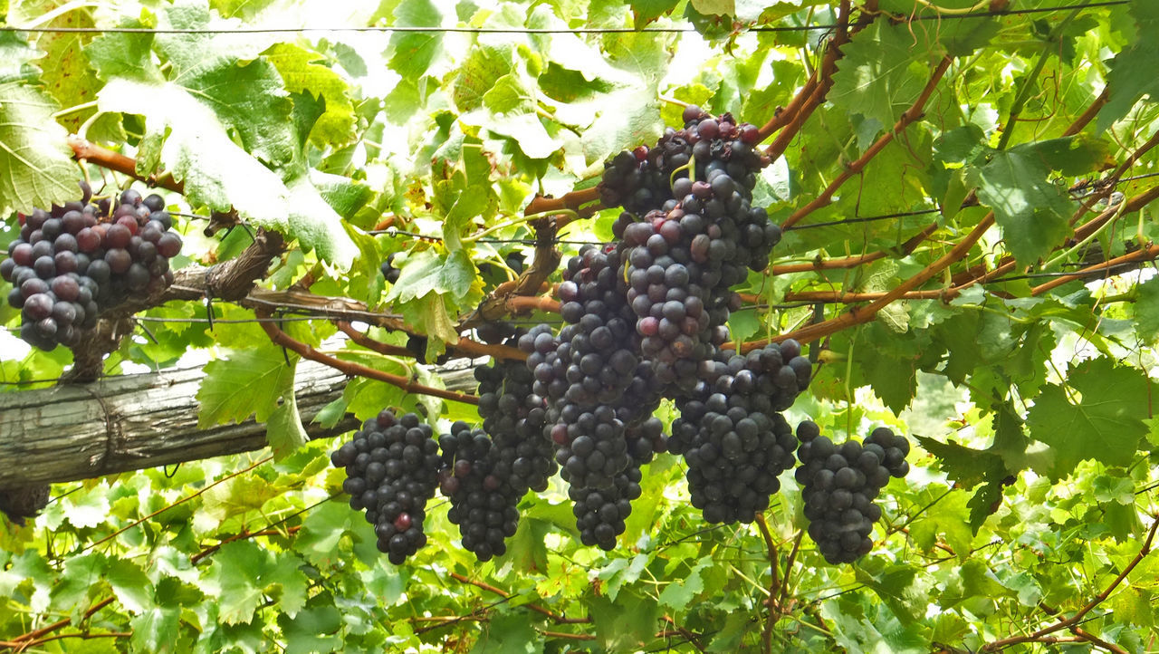 LOW ANGLE VIEW OF GRAPES GROWING ON VINEYARD