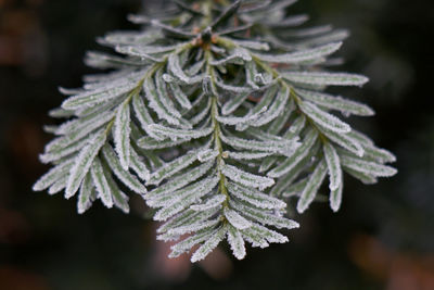 Close-up of frozen plant leaves during winter
