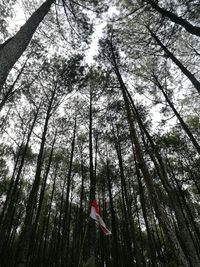 Low angle view of bamboo trees in forest