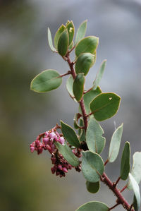 Close-up of berries growing on tree