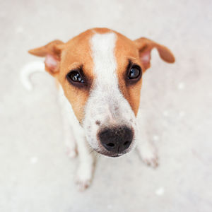 Portrait of a dog