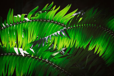 Close-up of fern leaves