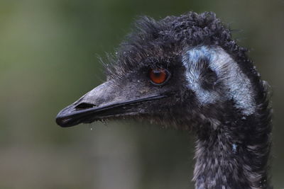 Australian emu