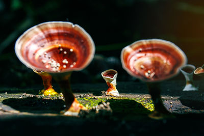 Close-up of mushroom