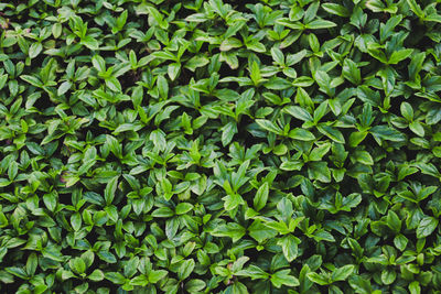 Green leaves wall texture background.