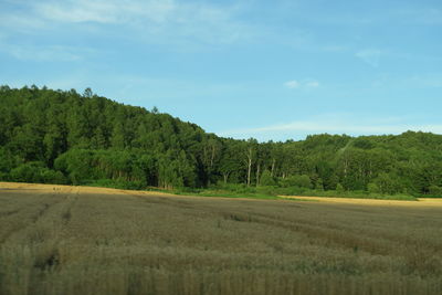 Scenic view of trees growing on field against sky