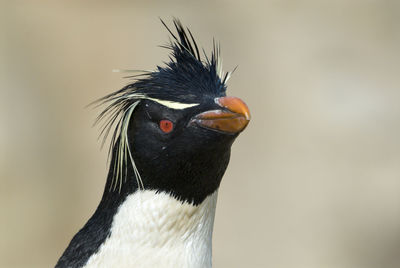 Close-up of bird