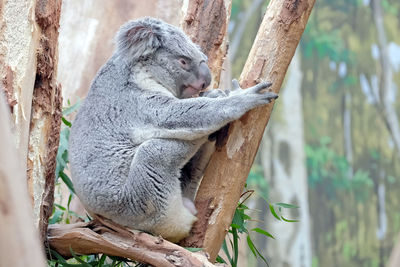 Close-up of animal sleeping on tree trunk