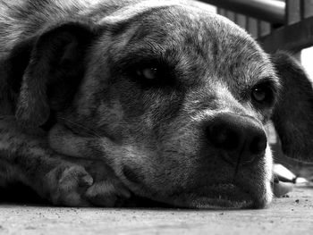 Black and white close up of a tired dog laying on the floor looking to the right of the camera