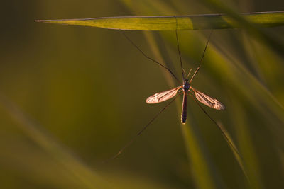 Close-up of insect