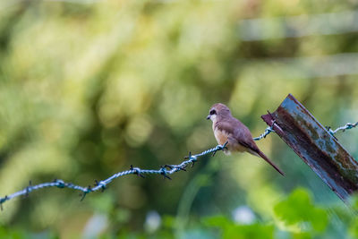 Close-up of bird perching on branch