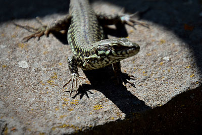 High angle view of a lizard on rock