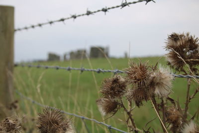 Close-up of thistle on field against sky