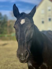 Close-up portrait of a horse