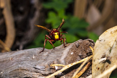 Close-up of bee on wood