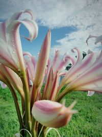 Close-up of day lily blooming outdoors