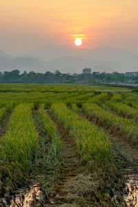 Scenic view of field against sky at sunset