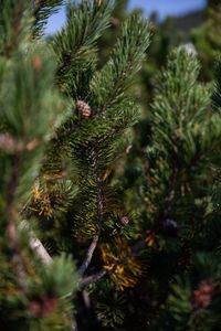 Close-up of pine tree