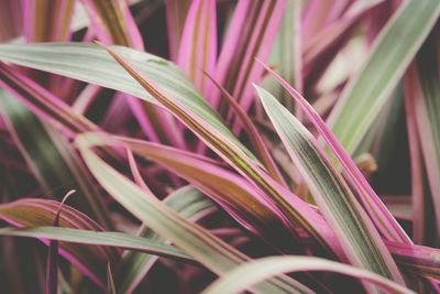 Close-up of grass